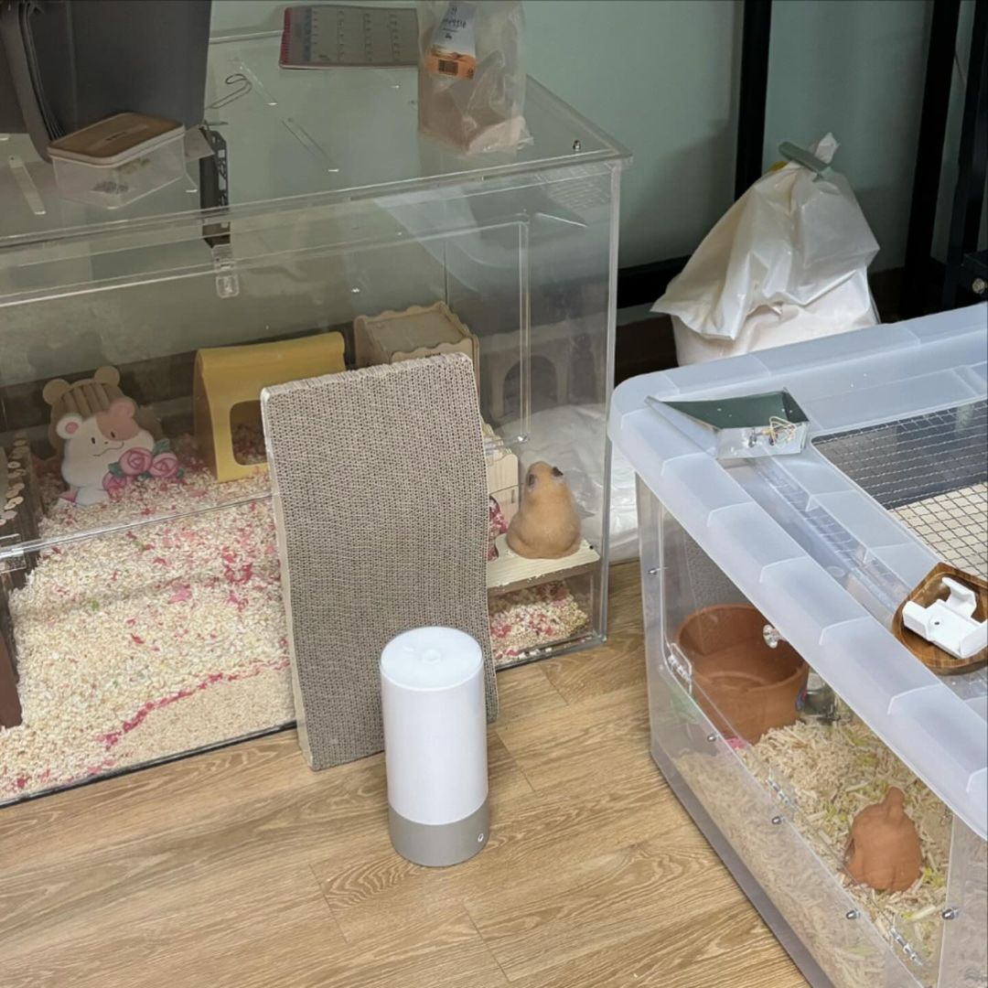 TweetsOfHamster's tweet photo. Small back 🐹 https://t.co/X7pw1soOAE