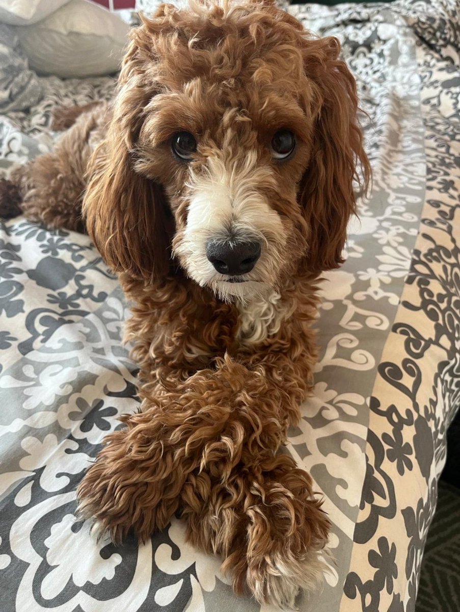 Dan Pimm tweet media