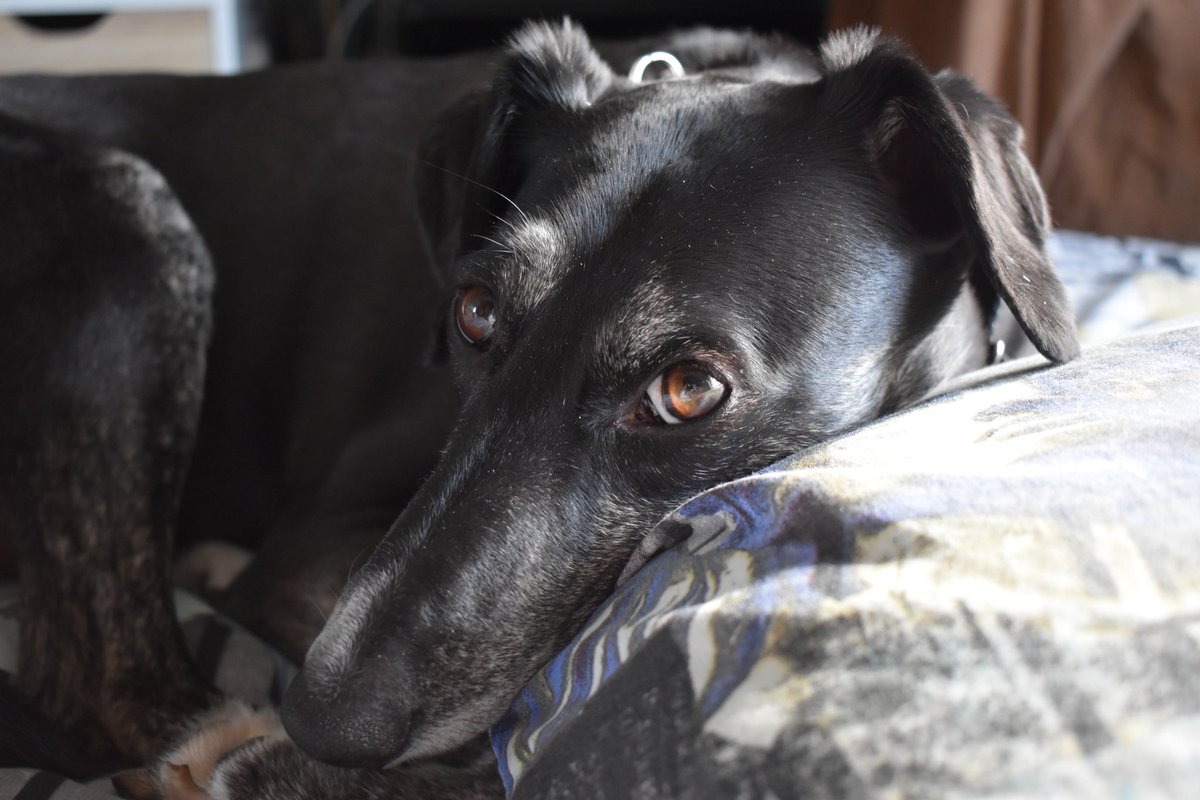 someothersam's tweet photo. Obligatory dog tax for the internet https://t.co/qRWqGuLbWv