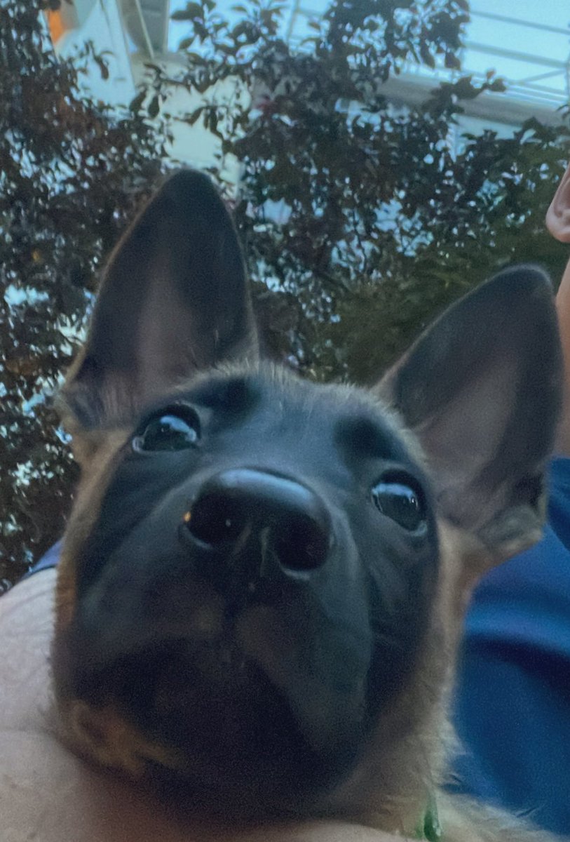 « Oui, dis-moi? »
#malinois #k9 #bergerbelge