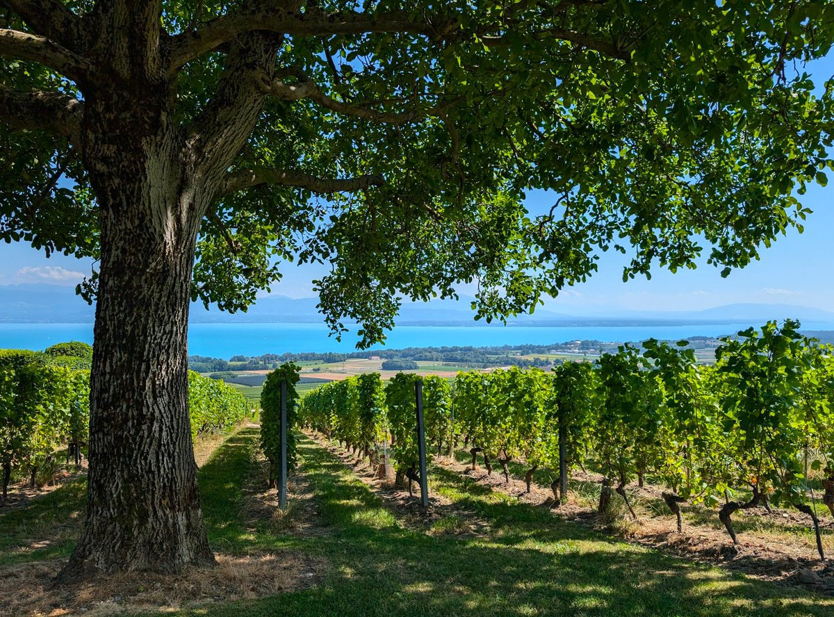 lookingfor001's tweet image. BTC.XCH.
XCH-2800.
IN 2026.
Mining. Equipment payback. Green agenda.
This peer-to-peer (P2P) protocol was named BitTorrent, as well as the first file-sharing program to use the protocol, also known as BitTorrent.