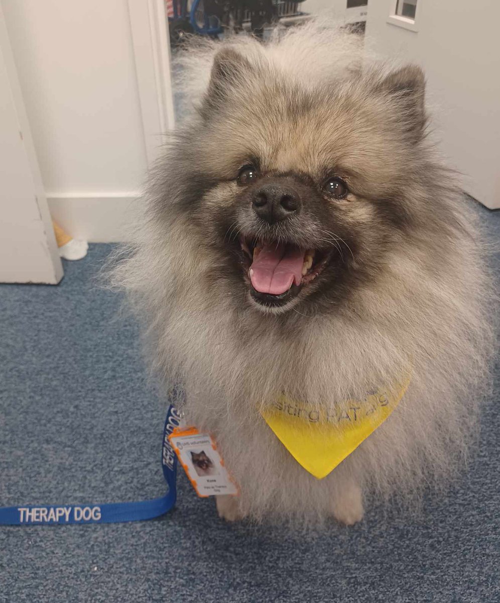 UHS_SupportHub's tweet photo. The perfect way to start the day! ๐Always happy to have a visit from our @PetsAsTherapyUK dogs here at @UHSFT . Pictured here is the lovely Konaโฅ
#patientexperience #PATDogs #NHS https://t.co/g35lEReGTd