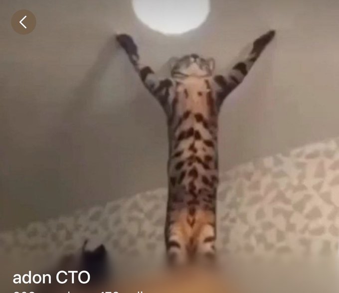 THIS CAT GIVING ME @BellinghamJude VIBES https://t.co/fIDLTRLlFV<a class="tags" target="_blank" title="On Twitter" href="/?out=eyJ0eXAiOiJKV1QiLCJhbGciOiJIUzUxMiJ9.eyJpYXQiOjE3MjIzODIzMzQsImlzcyI6InR3cG9ybnN0YXJzLmNvbSIsIm5iZiI6MTcyMjM4MjMzNCwiZXhwIjoxNzUzOTE4MzM0LCJyZWRpcmVjdF91cmwiOiJodHRwczovL3R3aXR0ZXIuY29tL0JlbGxpbmdoYW1KdWRlIn0.GvkQwuBVcbDw-I8Sbdb5ytahM5RB1BFoaFz2gtsolvtQey6p_t5JjUBb16NZ6EC4xhu-B-tU0MZa52Ky63P7Lg">@BellinghamJude</a><a href="/tag/bsc"class="tags"><span>#bsc</span></a><a href="/tag/bnb"class="tags"><span>#bnb</span></a><a href="/tag/defi"class="tags"><span>#defi</span></a><a href="/tag/crypto"class="tags"><span>#crypto</span></a><a href="/tag/eth"class="tags"><span>#eth</span></a><a href="/tag/bscgems"class="tags"><span>#bscgems</span></a>