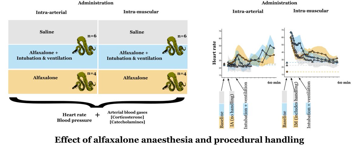 What happens to ♥️ rate &amp; blood pressure when a 🐍is anaesthetised, and how much of that is due to the handling associated with anaesthesia (induction via injection, intubation if needed)? For info on alfaxalone and Python regius see authors.elsevier.com/a/1jVrN3v7jN8A…