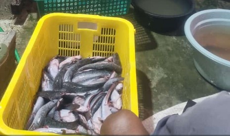 Luhkan_PPU's tweet photo. Senin, 29/07, Suriyadi, Luhkan Penajam Paser Utara, di  ibu muli panen ikan lele Sebanyak 20 Kg. Harga Jual 20.000/Kg  (disiangi) #GiatLuhkanSatminkalTegal #GiatLuhkanSatminkalBanyuwangi #PenajamPaserUtara#GiatLuhkanSatminkalBanyuwangi #PenajamPaserUtara https://t.co/wSn1HGEI3j