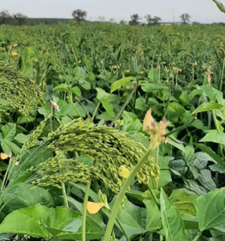 IntercropVALUES 🇪🇺 tweet media