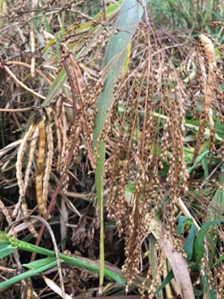 IntercropVALUES 🇪🇺 tweet media