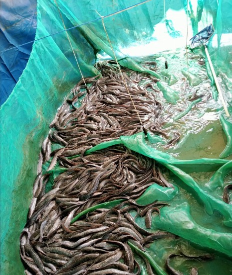 Luhkan_PPU's tweet photo. Senin, 29/07, Suriyadi, Luhkan Penajam Paser Utara, di  Bapak Ahmad, panen ikan lele Sebanyak 10 Kg. Harga Jual 18.000/Kg  #GiatLuhkanSatminkalTegal #GiatLuhkanSatminkalBanyuwangi #PenajamPaserUtara#GiatLuhkanSatminkalBanyuwangi #PenajamPaserUtara https://t.co/4TBeKrysOk