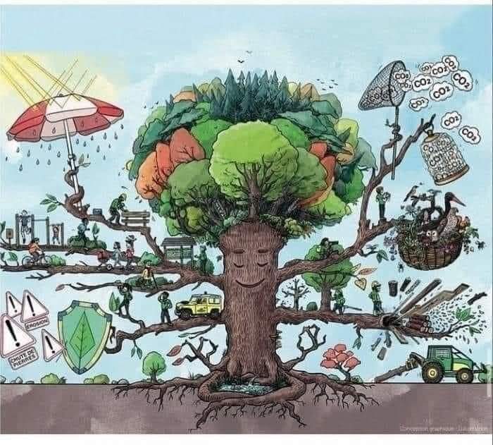 verdejomar's tweet photo. Ellos siguen trabajando y nos necesitamos estos días de calor. Necesitan riegos. ¿Les ayudamos con riegos?
#treeinfluencers
#árboles
#árbol
#tree
#trees https://t.co/3RhcL2SXu0
