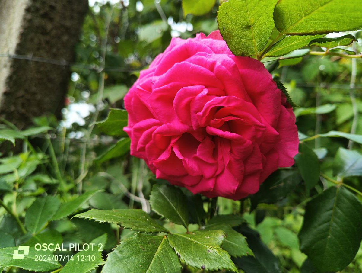 OfficialOscal's tweet photo. Nature's ready for its close-up, and we’re just here to keep up! ‘Say cheese'... or should we say, ‘say leaf’? Shot by #OSCAL #PILOT2 
Learn more: https://t.co/tPdFc1YeOT https://t.co/aZHztRQrK4