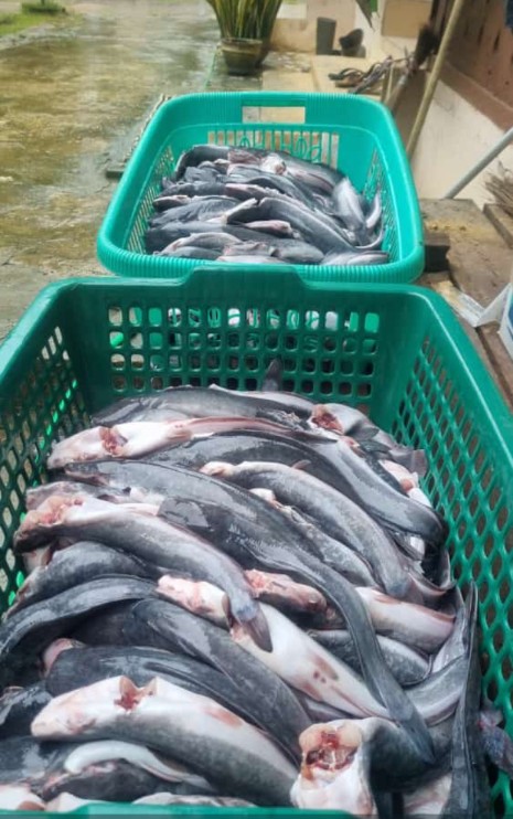 Luhkan_PPU's tweet photo. Senin, 29/07, Suriyadi, Luhkan Penajam Paser Utara, di  ibu Novi panen ikan lele Sebanyak 38 Kg. Harga Jual 24.000/Kg  (disiangi) #GiatLuhkanSatminkalTegal #GiatLuhkanSatminkalBanyuwangi #PenajamPaserUtara#GiatLuhkanSatminkalBanyuwangi #PenajamPaserUtara https://t.co/51S0d41RhV
