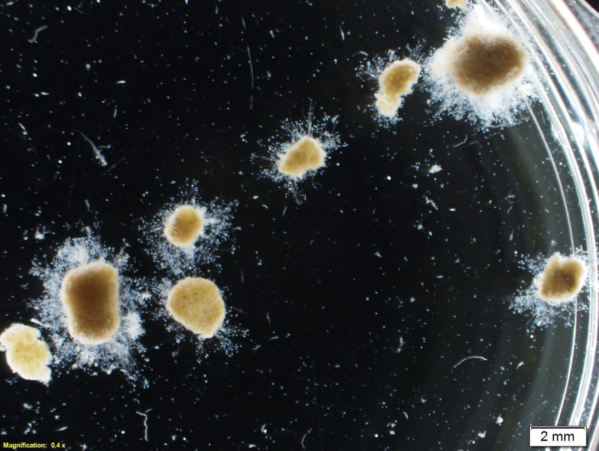 Laurence Strubbe tweet media