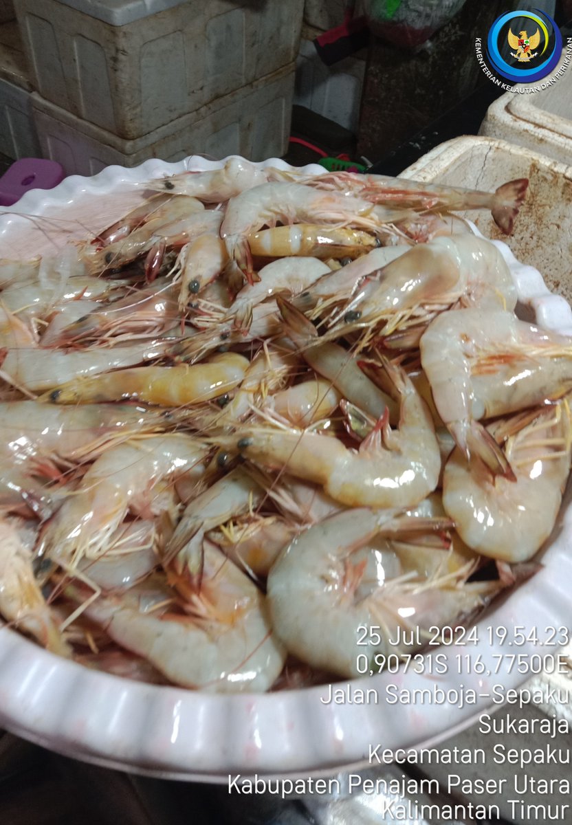 Luhkan_PPU's tweet photo. Kamis, 25/07, Suriyadi, Luhkan Penajam Paser Utara, di  Bapak Ismail, Hasil Tangkapan Udang White, Trammel Net, Sebanyak 8 Kg. Harga Jual 60.000/Kg  #GiatLuhkanSatminkalTegal #GiatLuhkanSatminkalBanyuwangi #PenajamPaserUtara#GiatLuhkanSatminkalBanyuwangi #PenajamPaserUtara https://t.co/x0xyZnsjrv