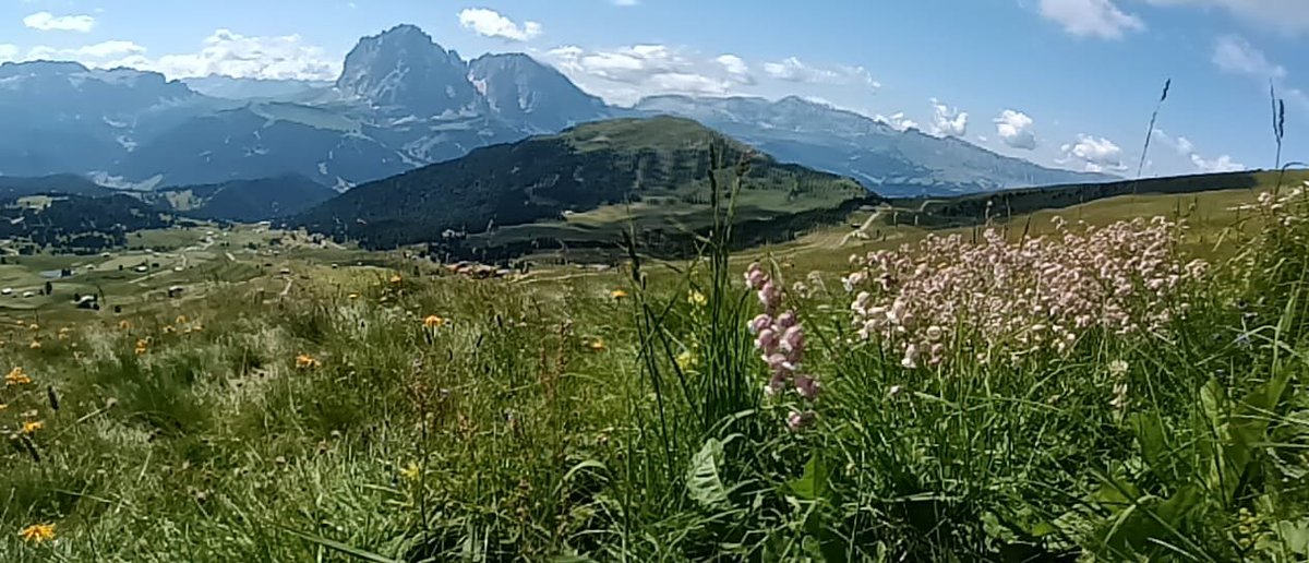 treybalova's tweet photo. Dnes ve znamení horských luk... 🌾🪻🌿 https://t.co/ATGrpDoHih
