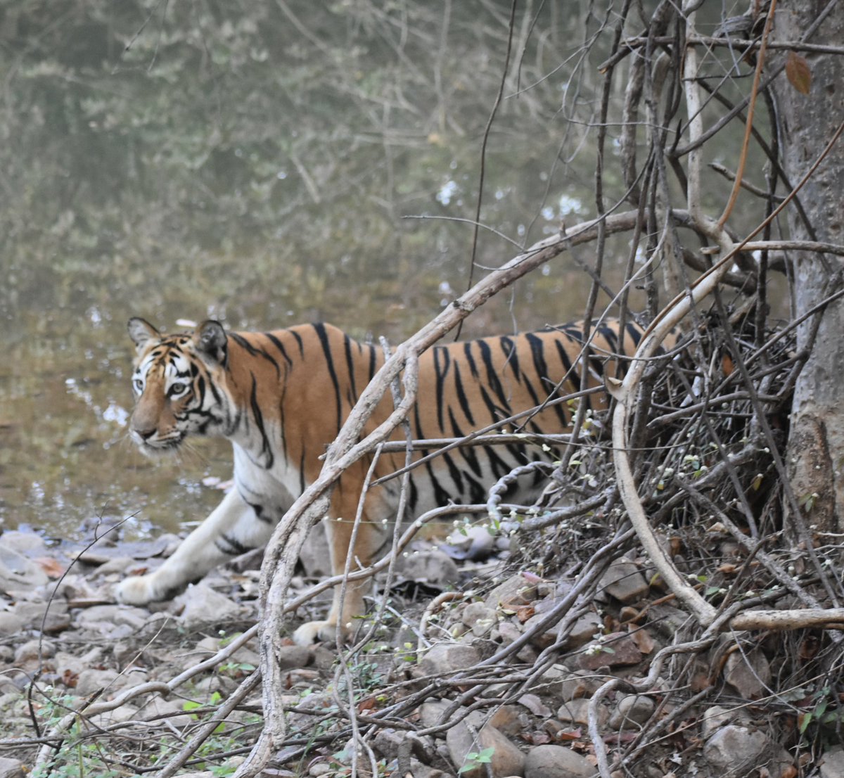 Neil Cross tweet media