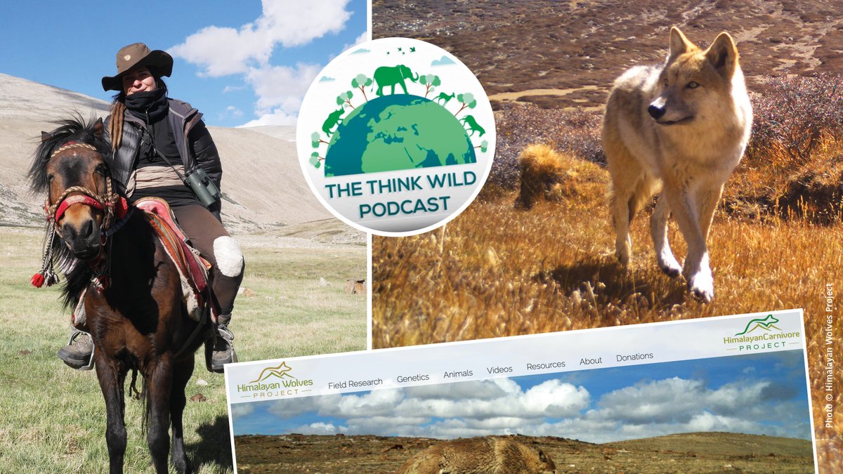 WildCRU, Oxford (@wildcru_ox) on Twitter photo The #HimalayanWolf, thought to be one of the oldest wolf lineages in the world, is uniquely adapted to its high-altitude ecosystem. This <a href="/ThinkWildlifeFn/">Think Wildlife Foundation</a> podcast interviews @HimalayanWP founder Geraldine Werhahn, about crucial research & conservation work. bit.ly/3StXsLz The #HimalayanWolf, thought to be one of the oldest wolf lineages in the world, is uniquely adapted to its high-altitude ecosystem. This <a href="/ThinkWildlifeFn/">Think Wildlife Foundation</a> podcast interviews @HimalayanWP founder Geraldine Werhahn, about crucial research & conservation work. bit.ly/3StXsLz