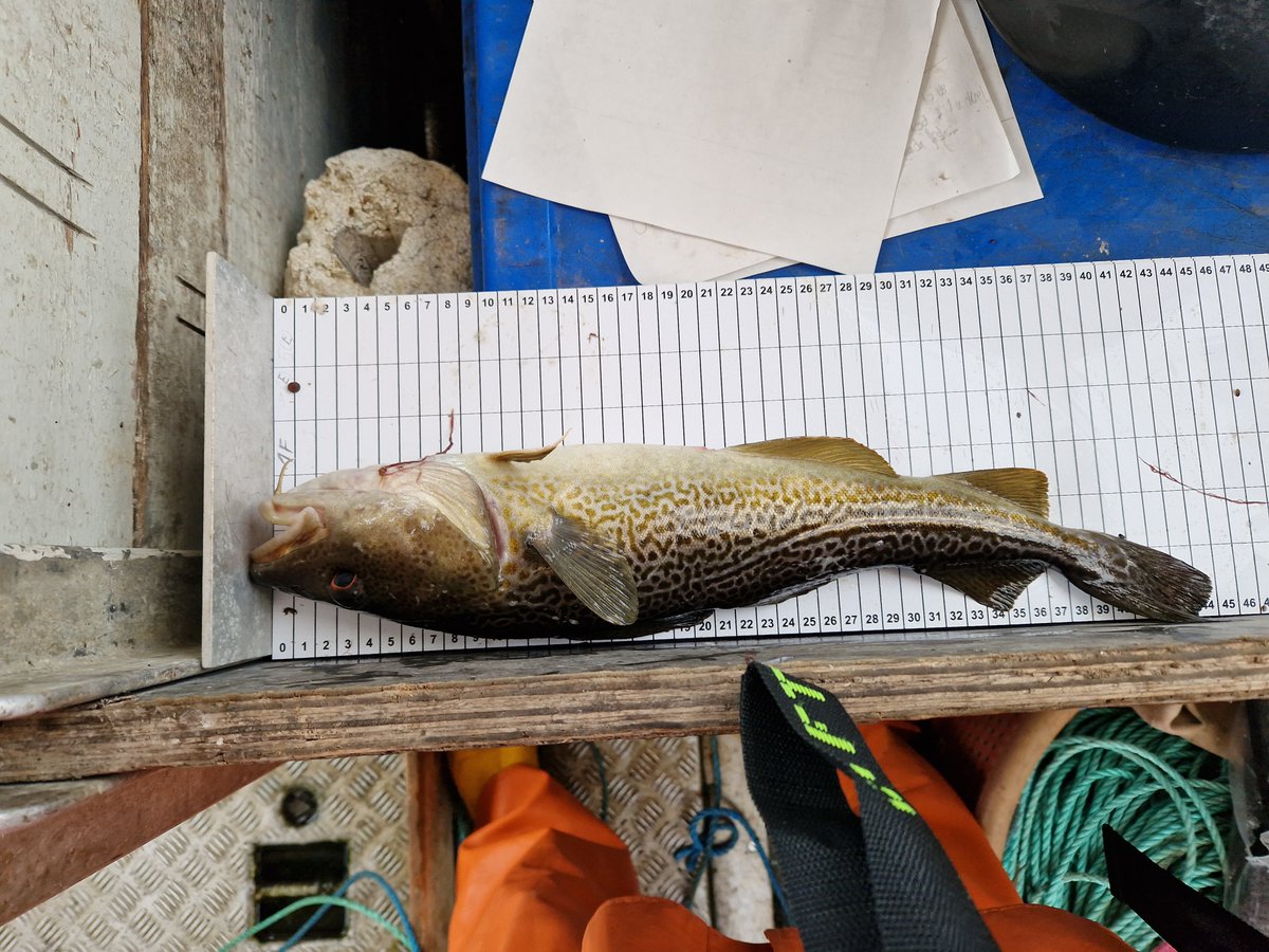 We're developing fish pots to reduce bycatch of harbor porpoises and diving birds caught in gillnets. Focusing on optimizing fish pot entrances to enhance catch efficiency for cod and other species, such as flatfish, improving selectivity and sustainability in fishing practices🐟