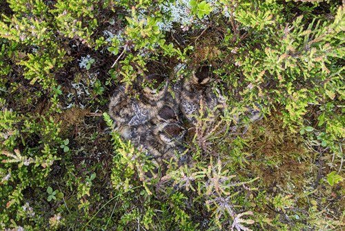 Our GWCT team has been busy assessing tick burdens on red grouse chicks across Scotland. This is the 3rd year of our 5-year project exploring the link between mountain hare densities and red grouse tick infestations.

👉 gwct.org.uk/blogs/news/202…