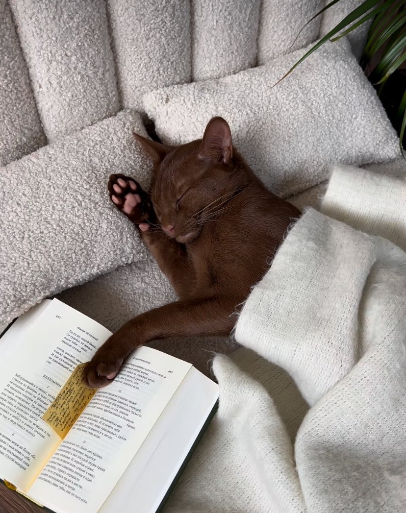 i9c7f1's tweet photo. ไม่กล้าเปลี่ยนหน้าหนังสือ https://t.co/2ngJ9k8Vie