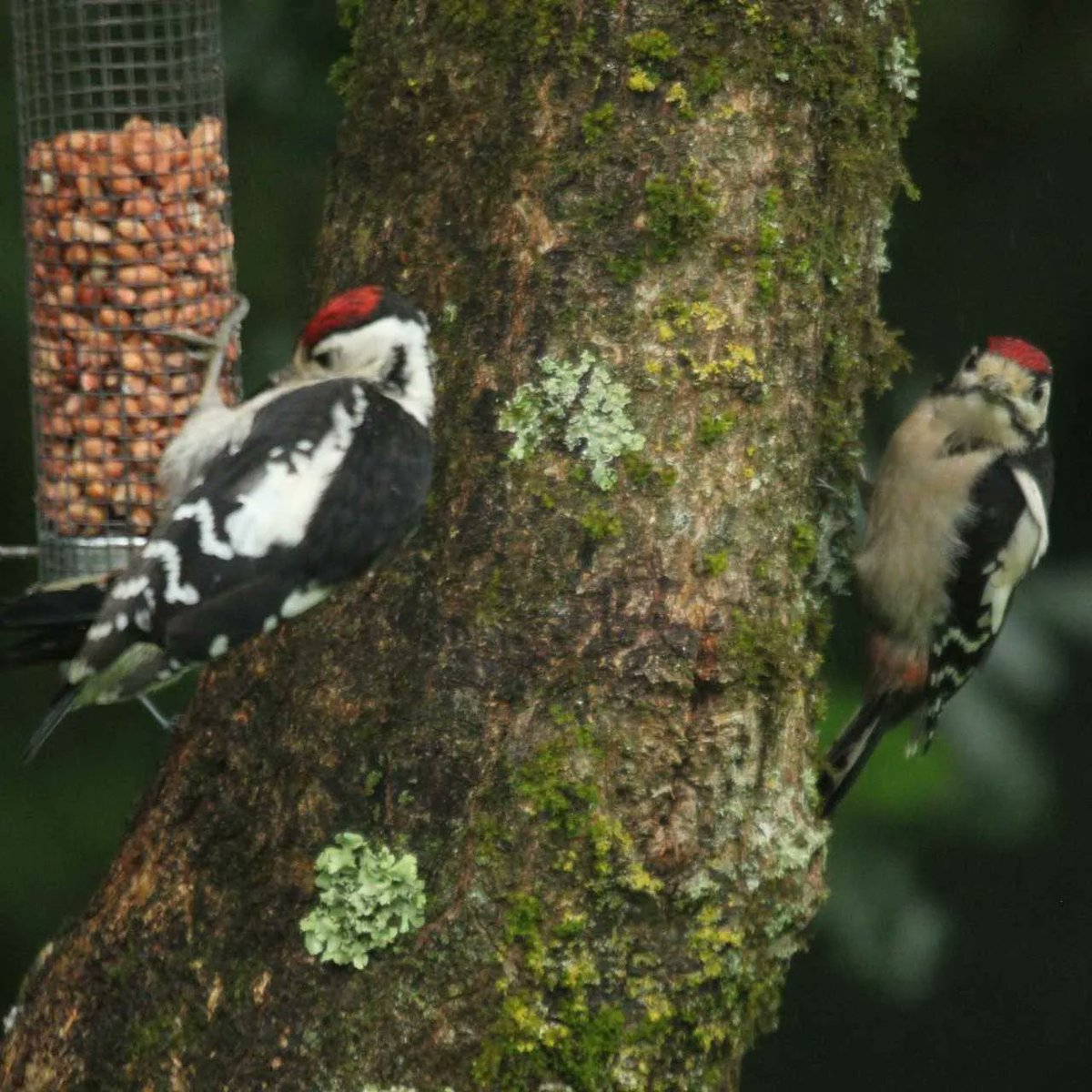 Some wonderful photos taken by recent guests staying in Red Squirrel Holiday Home. Thanks Jack....thrilled you enjoyed your stay #birdwatching #Anglesey #holiday derifawr.co.uk
