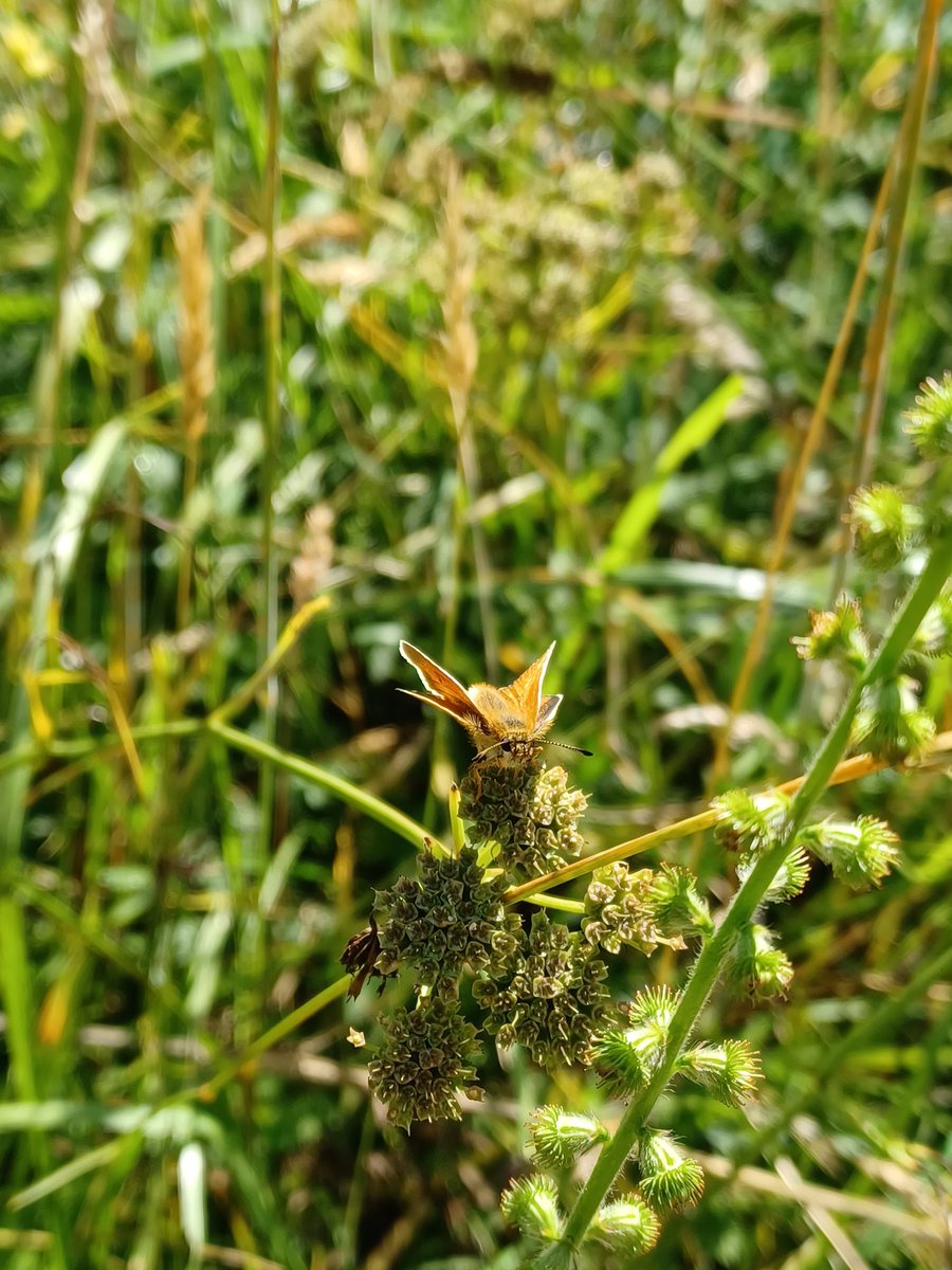Finally some decent weather and this meadow near my site work today is genuinely noisy with grasshoppers, and there is abundant butterfly life. Fingers crossed we get a few weeks of this...