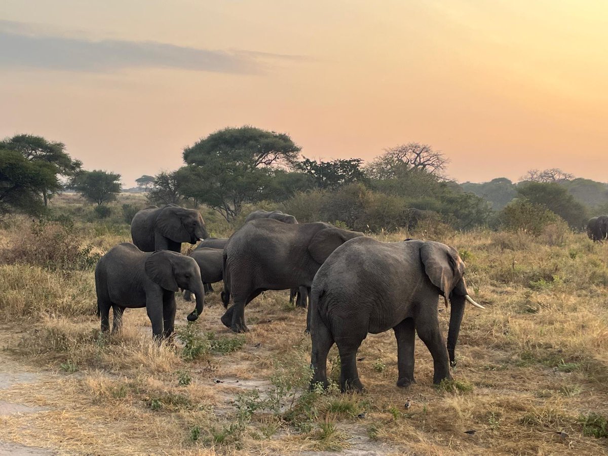 An update from our group in Tanzania!

The group began last week in Tarangire National Park for an evening safari before working on the Soko Primary School Project.

Full Tanzania article coming soon.

#bethanyschool #tanzania <a href="/TAExpeditions/">True Adventure</a>