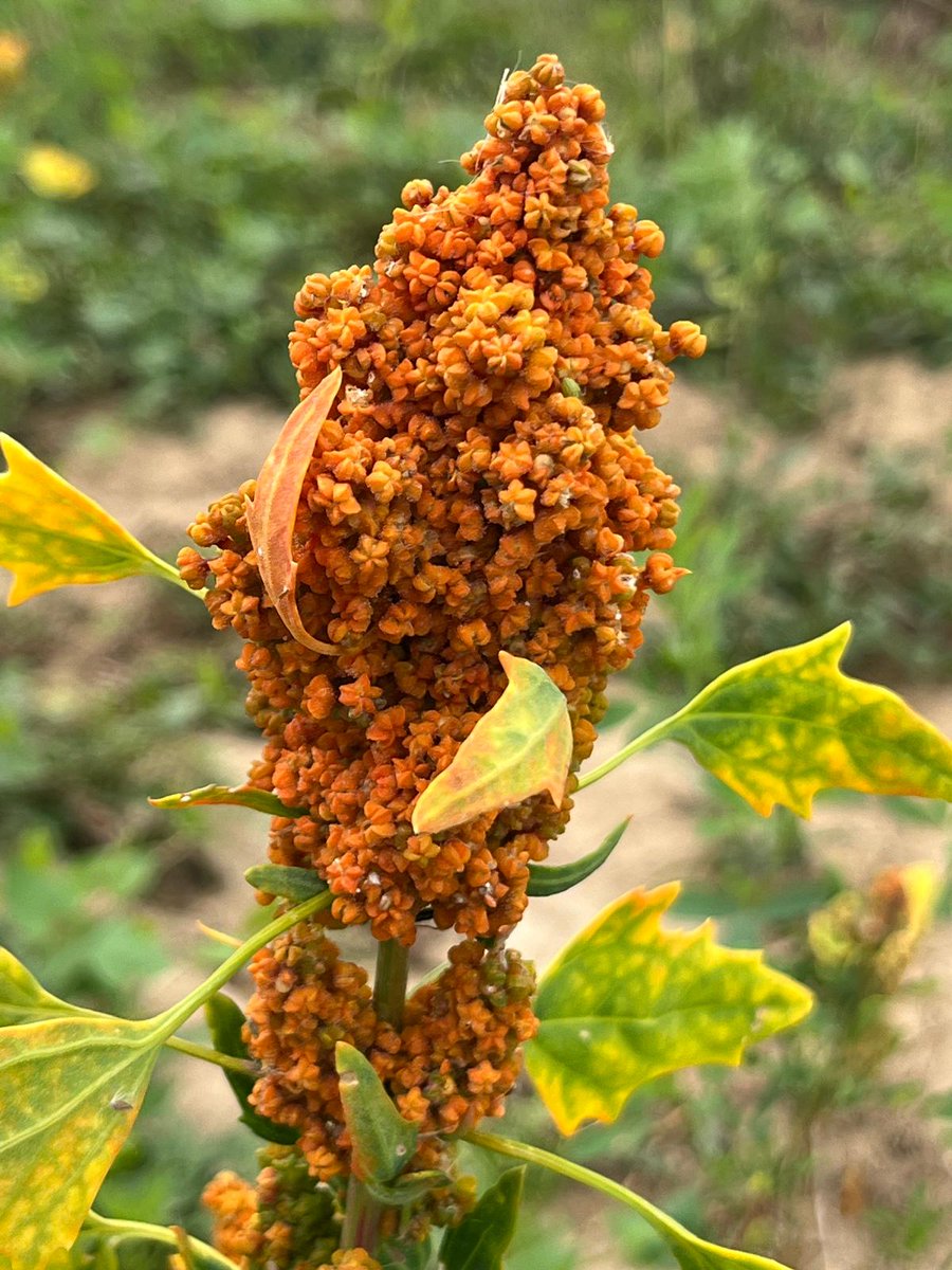 ValAnSe_food's tweet photo. We are pleased to share some photos from our visit to the #quinoa fields on the last day of the International Quinoa Symposium 2024, held from 24 to 26 July 2024 at the @UniHohenheim in Stuttgart, Germany.

#QuinoaResearch #FieldVisit @NutriCropSpain https://t.co/1uiyQuWoAR