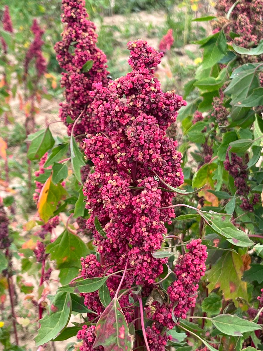 ValAnSe_food's tweet photo. We are pleased to share some photos from our visit to the #quinoa fields on the last day of the International Quinoa Symposium 2024, held from 24 to 26 July 2024 at the @UniHohenheim in Stuttgart, Germany.

#QuinoaResearch #FieldVisit @NutriCropSpain https://t.co/1uiyQuWoAR