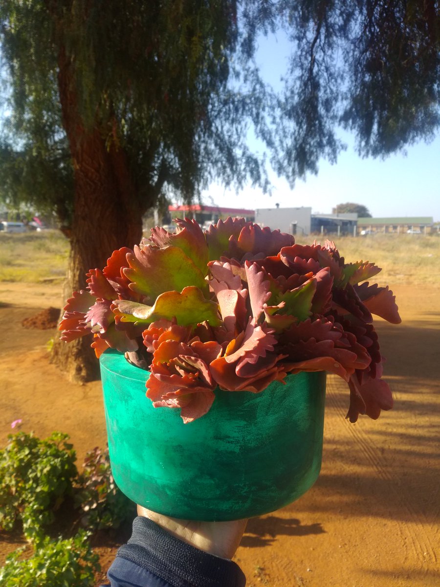 Intlafatso_'s tweet photo. Handmade pot plants by me 😊 https://t.co/33wsNtX8Lv