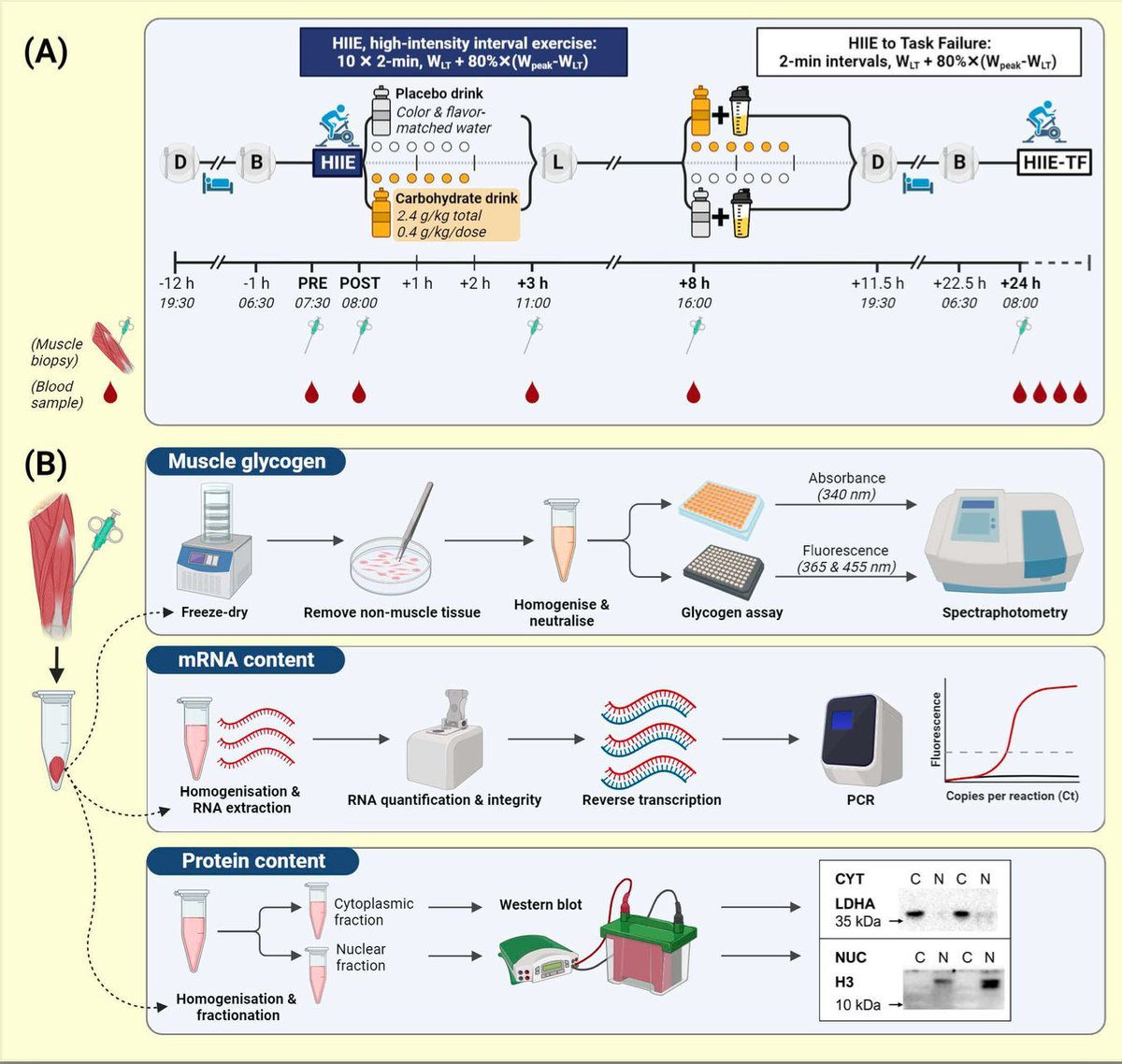 Congrats to <a href="/matt_lee1/">Matt Lee</a>.

His latest work: "Delaying post-exercise carbohydrate intake impairs next-day exercise capacity but not muscle glycogen or molecular responses"

was just accepted by Acta Physiologica