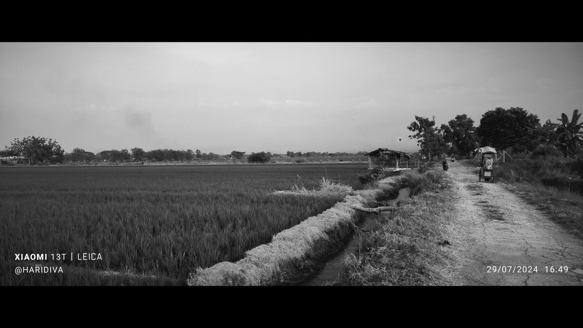 haridiva's tweet image. Walking around the rice/paddy field. #photography #blackandwhite #paddyfield #wideshot #Sragen #Java #Indonesia #sunset #streetphotography #leica #xiaomi