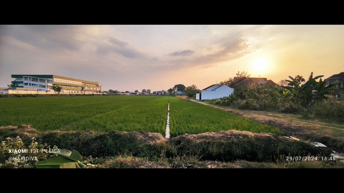 haridiva's tweet image. Walking around the rice/paddy field. #photography #blackandwhite #paddyfield #wideshot #Sragen #Java #Indonesia #sunset #streetphotography #leica #xiaomi