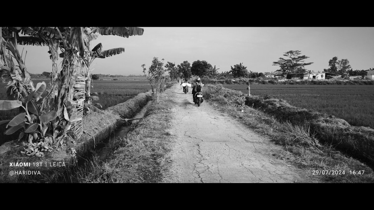 haridiva's tweet image. Walking around the rice/paddy field. #photography #blackandwhite #paddyfield #wideshot #Sragen #Java #Indonesia #sunset #streetphotography #leica #xiaomi