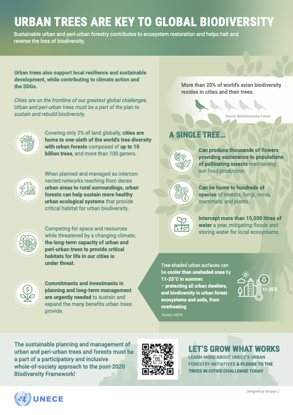 🌍75% of land is degraded by human activity. We must restore #biodiversity, starting with our concrete jungles

#Urbanforests are crucial for preserving habitats and protecting biodiversity🌳📷🍄

Let's make our cities greener and healthier!  

via <a href="/UNECEForests/">UNECE Forests</a>