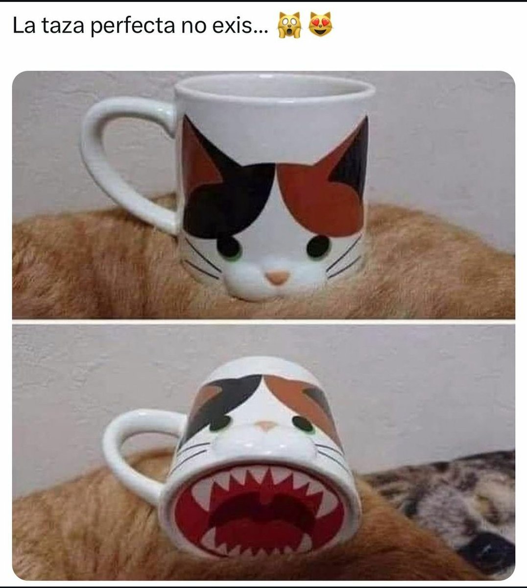 contents that ll heal your depression 🌻 (@catshealdeprsn) on Twitter photo 