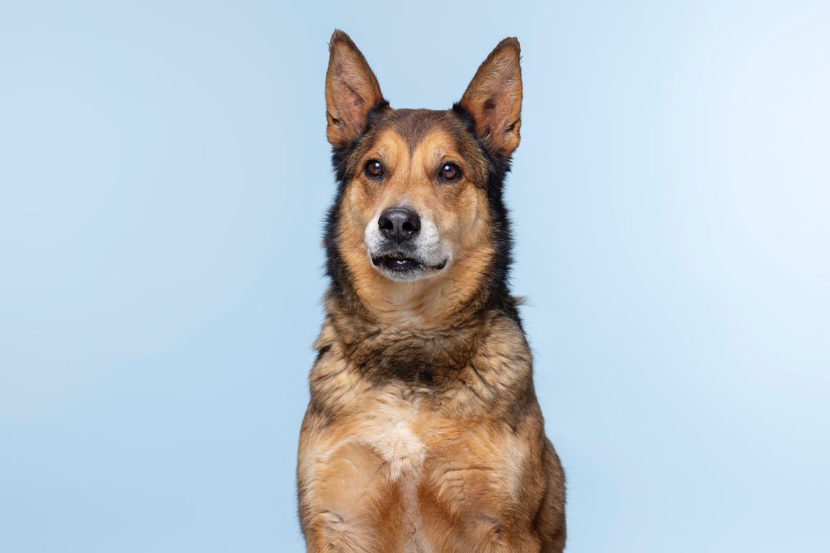 Os presentamos a Hachi, uno de nuestros Peludos Centella, nuestros peludos más luminosos en la sombra y que pasan totalmente desapercibidos.
Intentamos día a día que no se apague su ✨chispa✨ ¿Nos ayudas a difundirlo? 💙

El es Hachi y tiene 10 añitos.

A Hachi le abandonó su