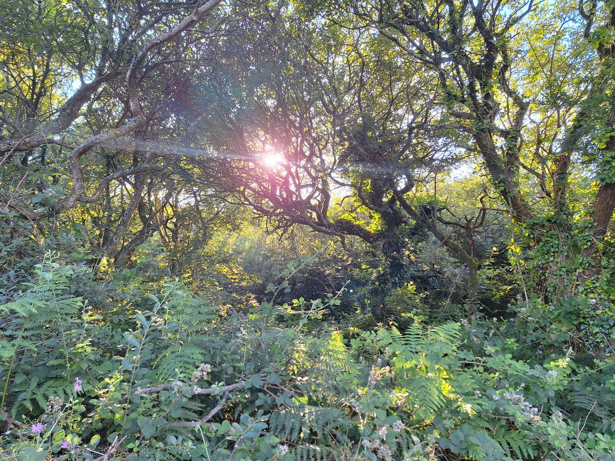 TimBirchWild's tweet image. This is what 10% #wildlife habitat on farmland in Wales looks like. Fantastic habitat behind coast in Pembrokeshire. Wider taller hedges, willow scrub, messy wilder scrubby habitat weaving across livestock fields. The Sustainable Farming Scheme must support farmers to do this.