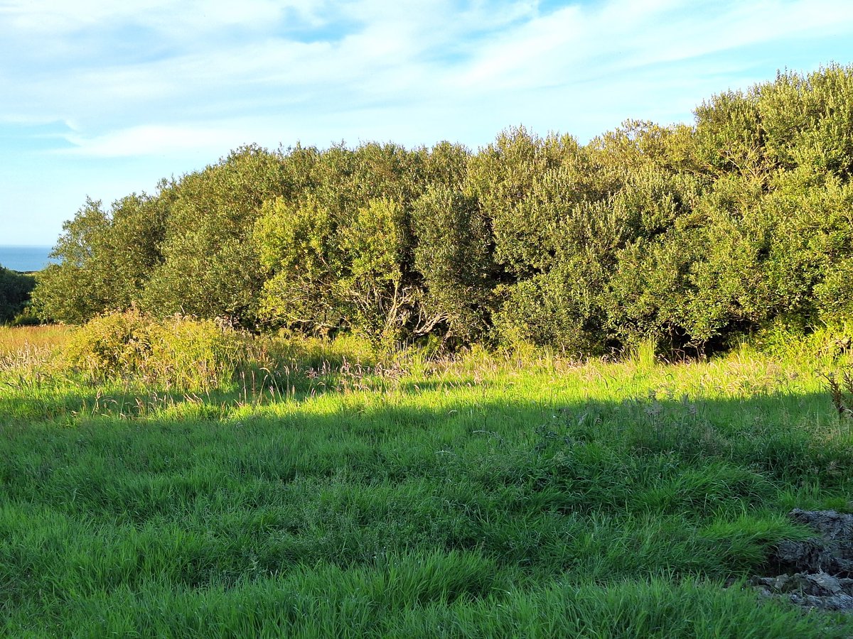 TimBirchWild's tweet image. This is what 10% #wildlife habitat on farmland in Wales looks like. Fantastic habitat behind coast in Pembrokeshire. Wider taller hedges, willow scrub, messy wilder scrubby habitat weaving across livestock fields. The Sustainable Farming Scheme must support farmers to do this.