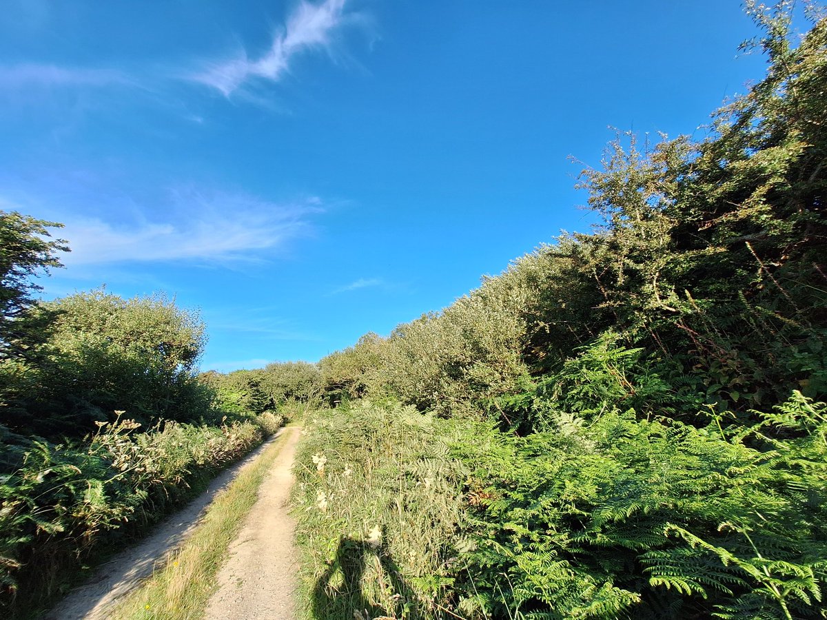TimBirchWild's tweet image. This is what 10% #wildlife habitat on farmland in Wales looks like. Fantastic habitat behind coast in Pembrokeshire. Wider taller hedges, willow scrub, messy wilder scrubby habitat weaving across livestock fields. The Sustainable Farming Scheme must support farmers to do this.