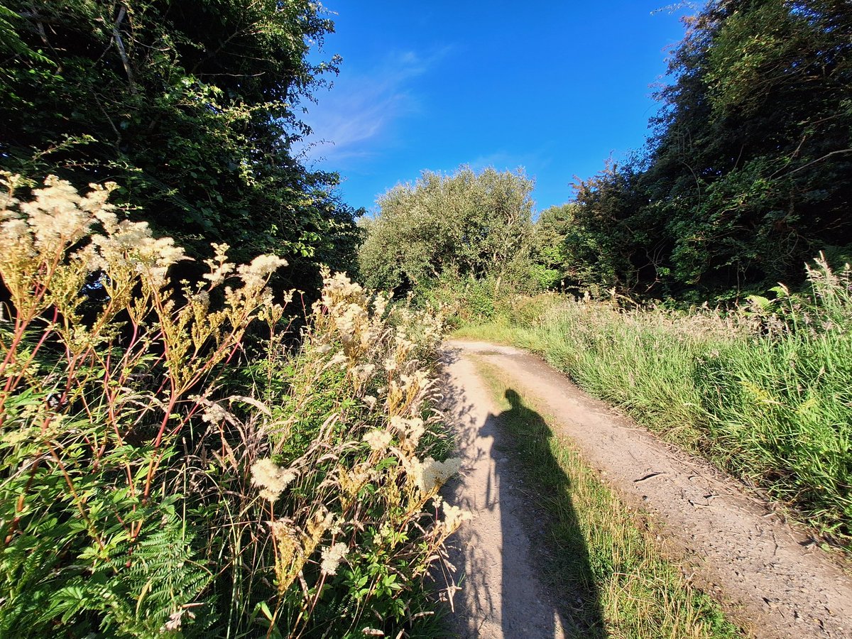 TimBirchWild's tweet image. This is what 10% #wildlife habitat on farmland in Wales looks like. Fantastic habitat behind coast in Pembrokeshire. Wider taller hedges, willow scrub, messy wilder scrubby habitat weaving across livestock fields. The Sustainable Farming Scheme must support farmers to do this.