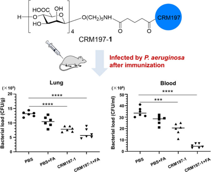 ACSCentSci's tweet photo. A semisynthetic oligomannuronic acid-based glycoconjugate vaccine was developed to provide broad protection against infections of both mucoid and nonmucoid strains of Pseudomonas aeruginosa
NEW #ASAP by You Yang & team #ECUST
Read it here: https://t.co/gFElz5IwAg https://t.co/hJQ0nqAjBm