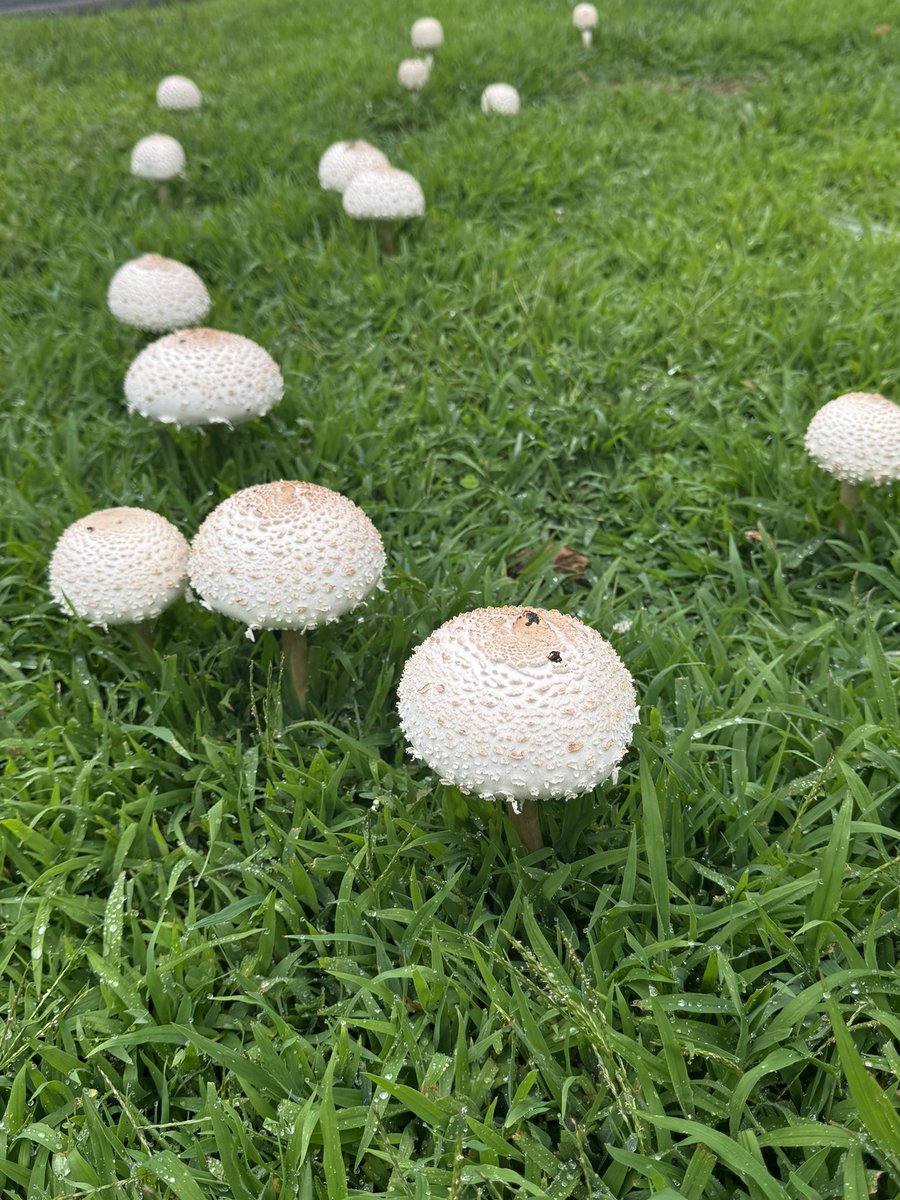 Fairy ring in the backyard 🤨