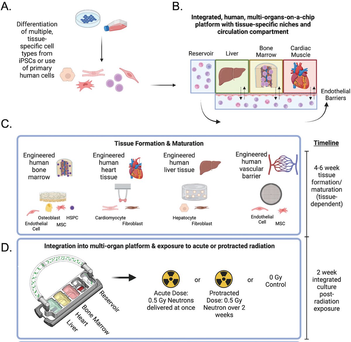 Gordana Vunjak-Novakovic (@gvnlab) on Twitter photo Check out our new paper on "Modeling the Effects of Protracted Cosmic Radiation in a Human Organ-on-Chip Platform" led by <a href="/naveedtavakol/">Naveed Tavakol, PhD</a> out now in @AdvSciNews!
onlinelibrary.wiley.com/doi/full/10.10… <a href="/ColumbiaBME/">Columbia BME</a> <a href="/BCMSpaceHealth/">Translational Research Institute for Space Health</a> <a href="/CRR_CUMC/">CRR</a> Check out our new paper on "Modeling the Effects of Protracted Cosmic Radiation in a Human Organ-on-Chip Platform" led by <a href="/naveedtavakol/">Naveed Tavakol, PhD</a> out now in @AdvSciNews!
onlinelibrary.wiley.com/doi/full/10.10… <a href="/ColumbiaBME/">Columbia BME</a> <a href="/BCMSpaceHealth/">Translational Research Institute for Space Health</a> <a href="/CRR_CUMC/">CRR</a>
