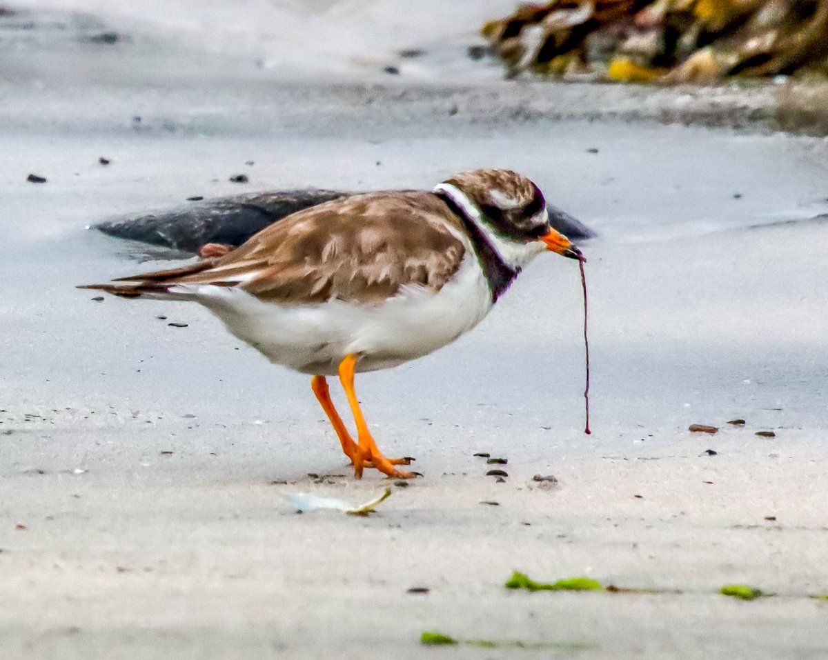 hermitsholiday's tweet photo. Ringed Plover #birds #birdphotography #birdsofShetland #Shetlandnature #Fetlar #Shetland https://t.co/cBTm5kAdE0