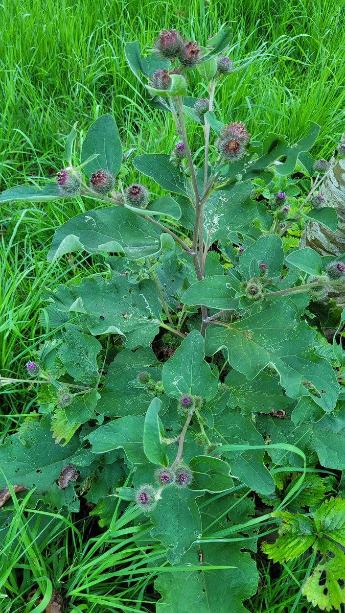 Natuurbelevings's tweet photo. Donzige klit @Natuurbelevings #DeBult #NieuweWetering #ZuidHolland @waarneming
'In Nederland en België is Donzige klit zeldzaam, maar de laatste decennia lijkt de plant er toe te nemen.' https://t.co/T4GuDxMQbL