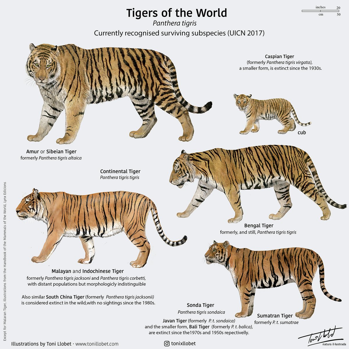 Happy #WorldTigerDay