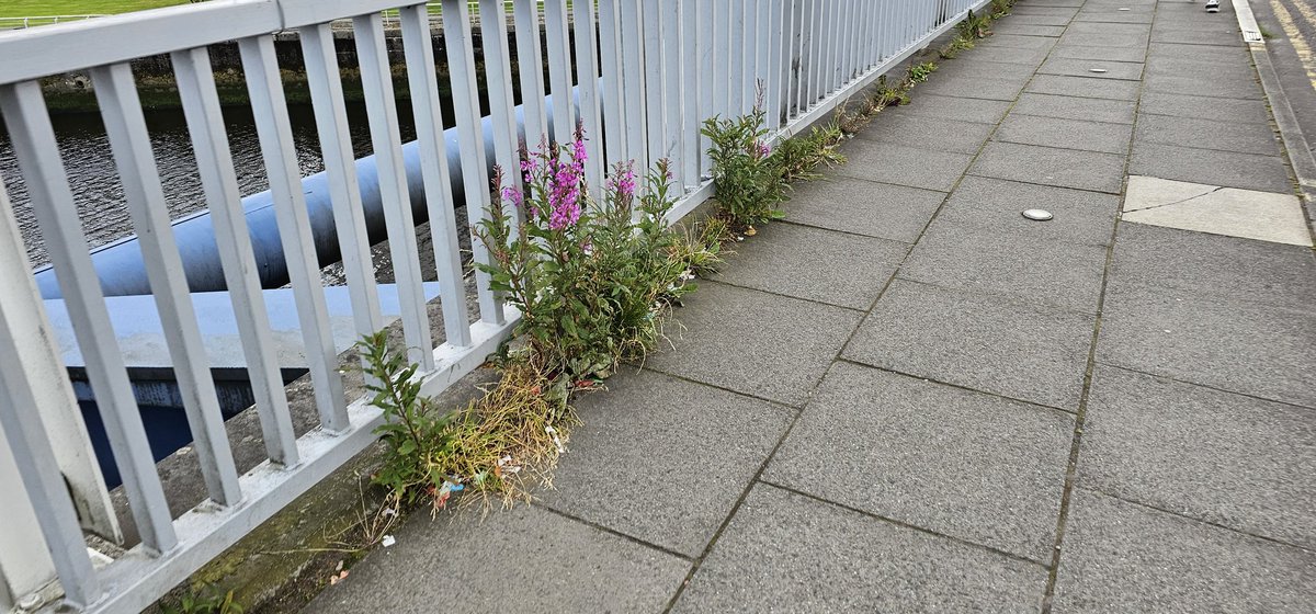007ldg's tweet photo. @GlasgowCC the state of the Clyde Arc is shocking. Get something done with the weeds and plants growing along the pavements!! https://t.co/ZfanhxL68m