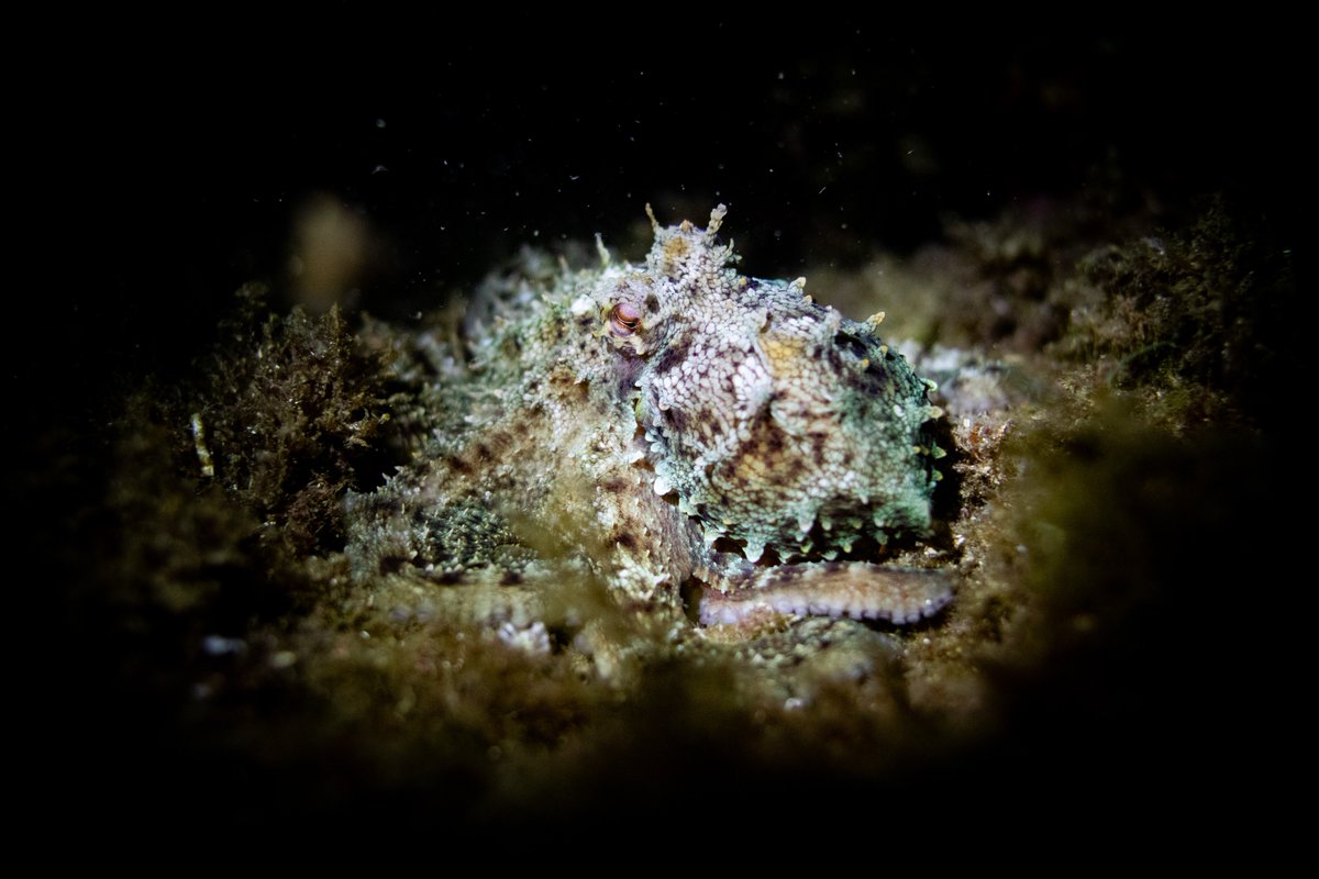 La nuit, les pieuvres redoublent d'activité, font confiance à leur sens, les yeux ne comptent pas et le camouflage est d'autant plus performant. Ici, l'individu est en pattern rocher avec la variation nocturne faite de bleu et de magenta.
#Apnée #Octopus