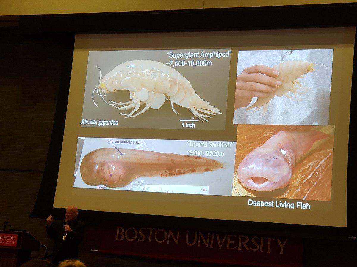 "The discovery of hydrothermal vents revolutionized our understanding of life on earth." Dr Tim Shank, <a href="/shanklab_WHOI/">Shank Lab</a>.
Thank you, Dr Shank, for a fascinating glimpse into researching life at the extreme depths of our ocean at #NMEA24! #marineeducation #oceanliteracy <a href="/NatlMarineEd/">NMEA</a>