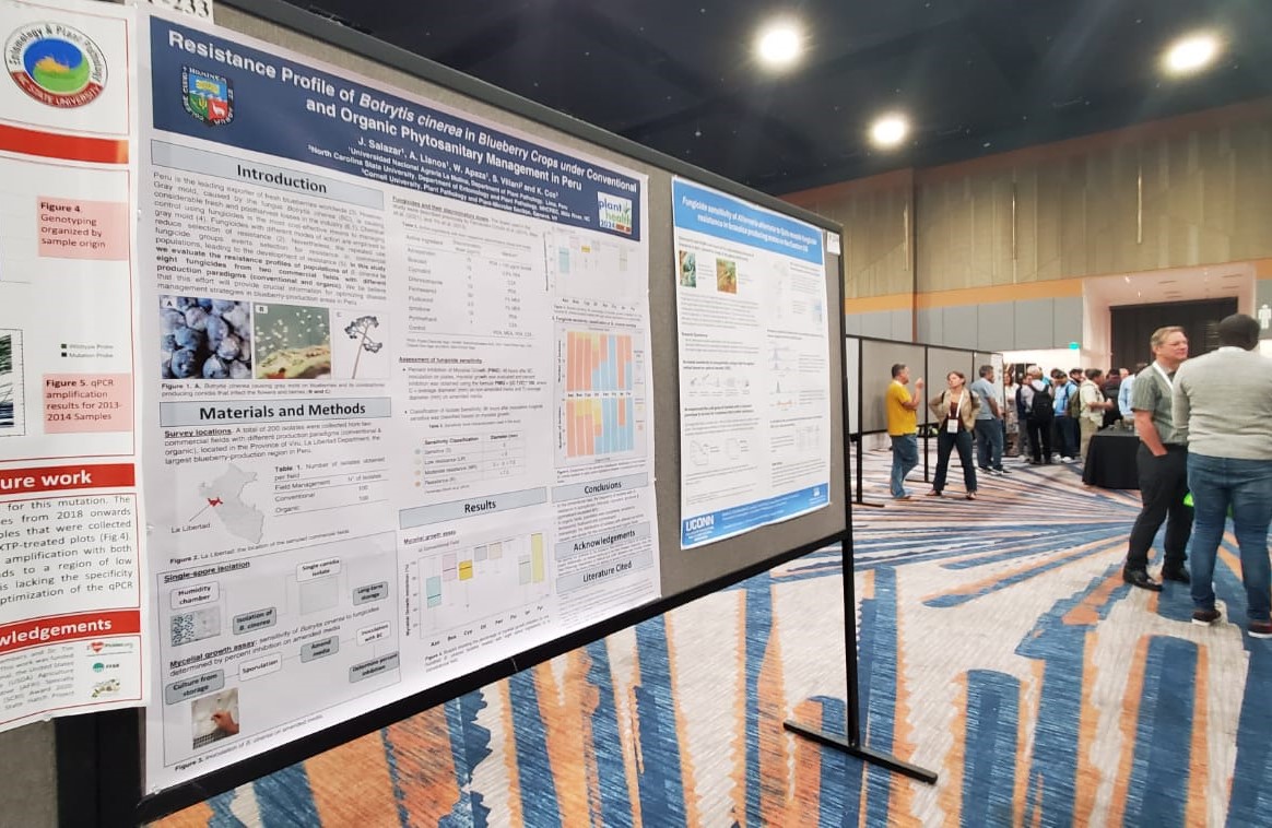 Alejandro K. Llanos (@alejandrokllm) on Twitter photo Do you like blueberries and are interested in fungicide resistance in Botrytis cinerea? Visit me at poster P-233 to talk about the first study on resistance profiles in Peru's largest production area. See you there! 🌱🫐#PlantHealth2024 <a href="/plantdisease/">The American Phytopathological Society</a> Do you like blueberries and are interested in fungicide resistance in Botrytis cinerea? Visit me at poster P-233 to talk about the first study on resistance profiles in Peru's largest production area. See you there! 🌱🫐#PlantHealth2024 <a href="/plantdisease/">The American Phytopathological Society</a>